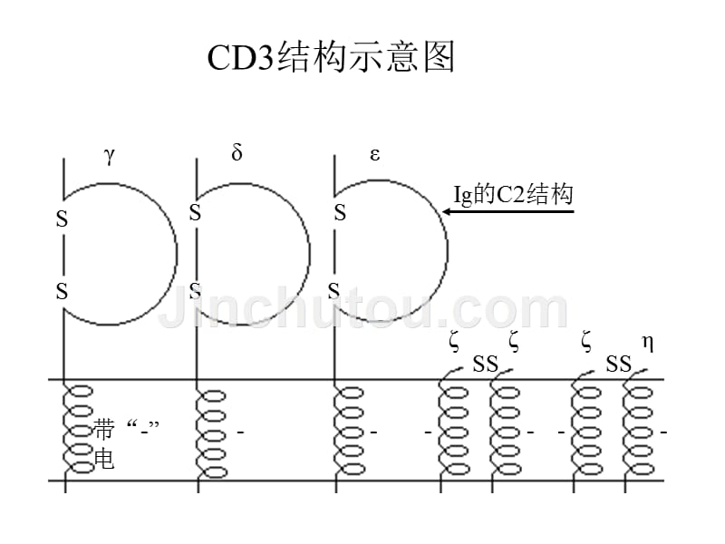 白细胞分化抗原2_第5页