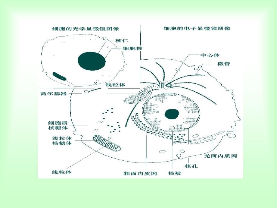 第三章细胞生物学研究方法_第5页