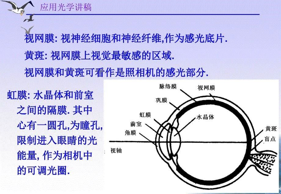 第三章眼睛和目视光学系统_第5页