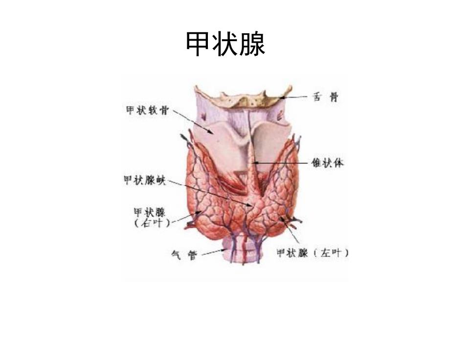 甲状腺结节与糖尿病饮食_第2页