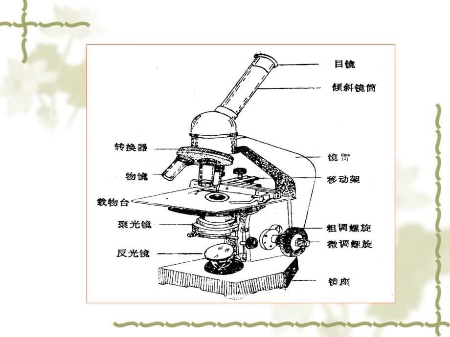 实验一、显微镜油浸系物镜的使用及细菌形态观察_第5页