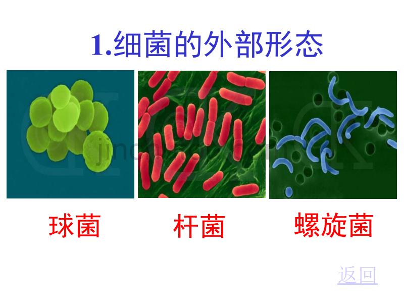第一节细菌八年级冀河北_第4页