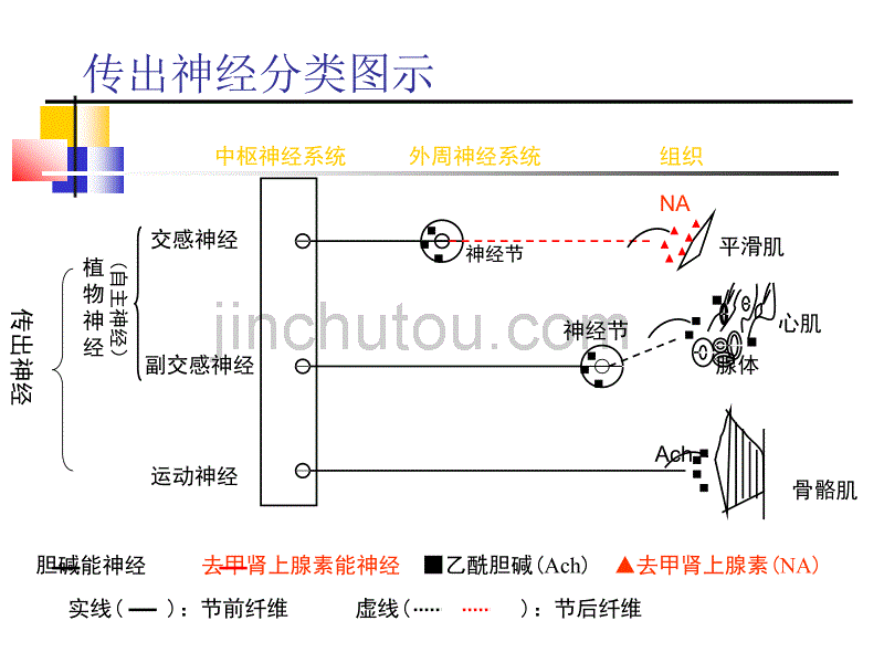 肾上腺素能受体作用药_第3页