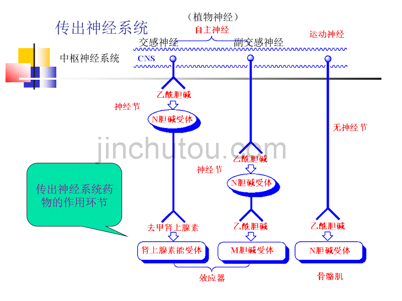 肾上腺素能受体作用药_第4页