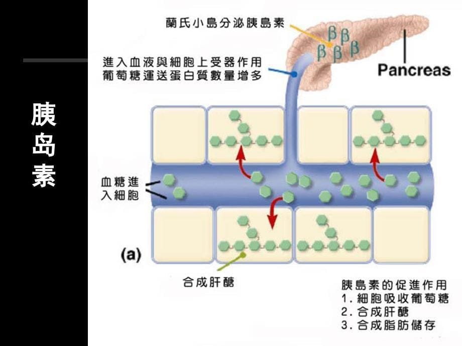 食品营养项目三碳水化合物_第5页