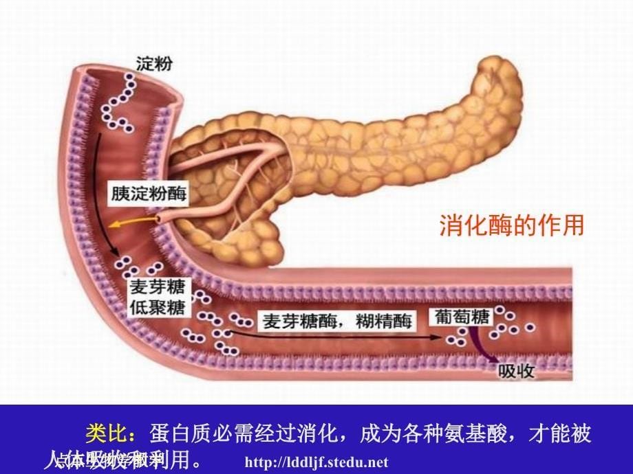 人教版教学课件辽宁省大连市十四中高中生物生命活动的主要承担者蛋白质课件(必修一)_第5页