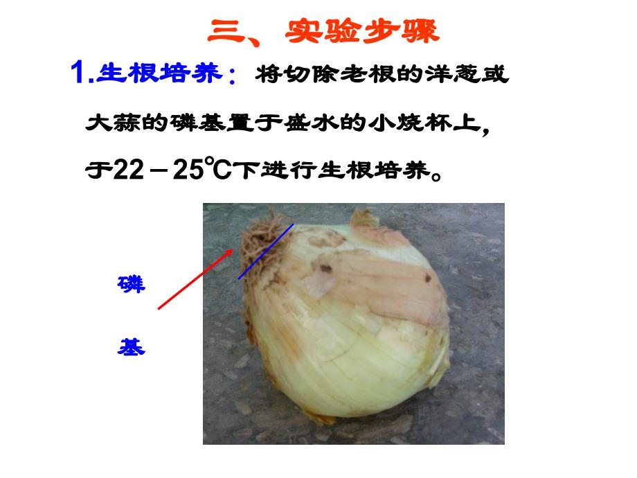 观察根尖分生组织细胞有丝分裂_第4页