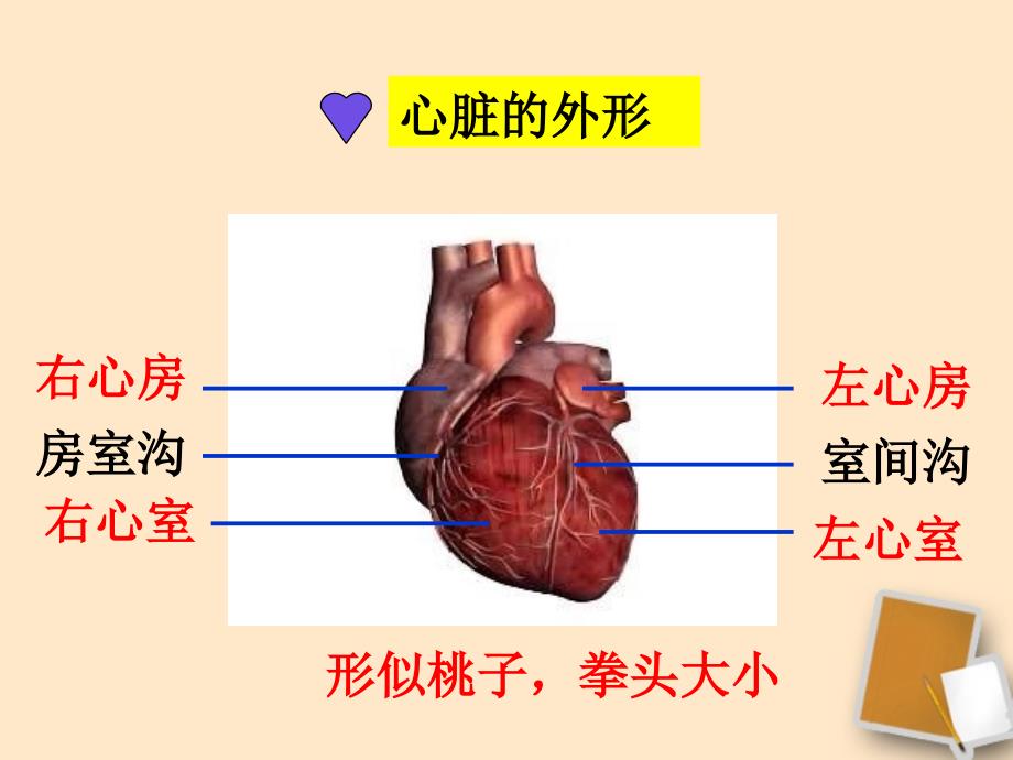 《输送血液的泵--心脏》课件人教新课标版_第4页