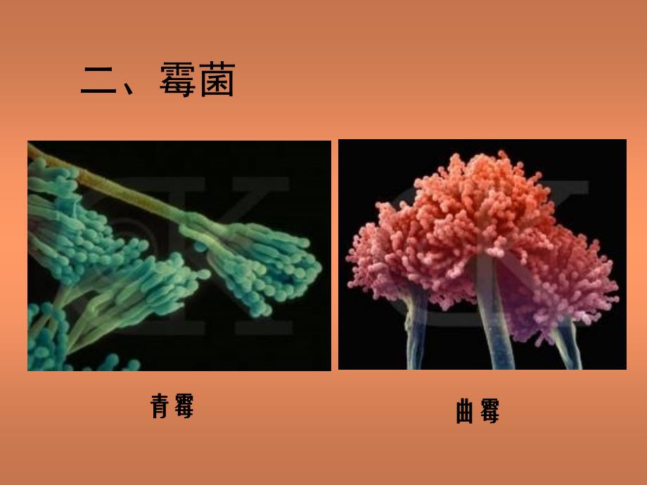 北师大版初中生物实验教材_第4页