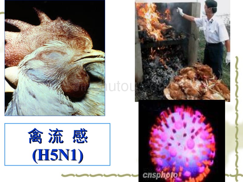 八年级上生物《病毒的控制和利用》课件1(39张)(冀教版八年级上)_第3页