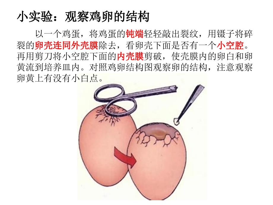 人教版八年级(上)生物课件_第4页