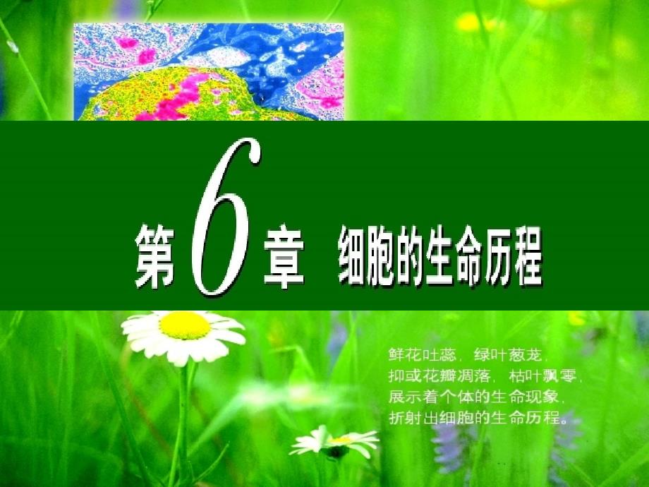 高一生物必修二细胞增殖_第1页