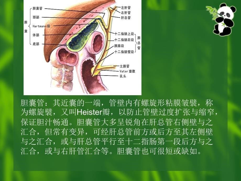 一例胆囊切除胆总管切开取石病例讨论_第5页