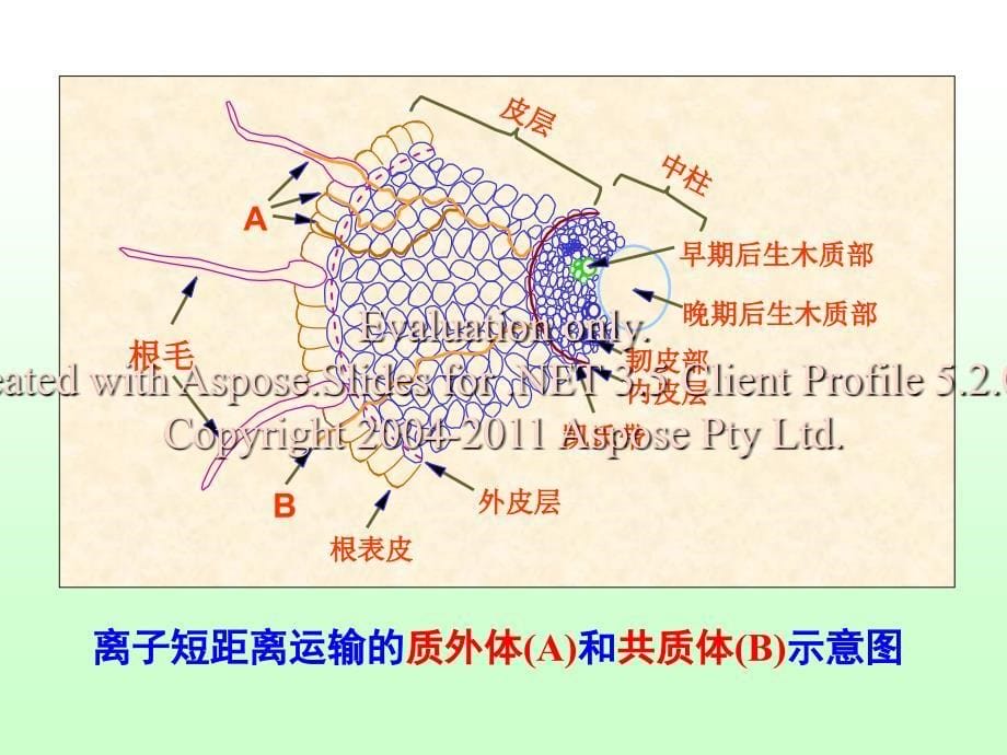 养分在植物体内运的输和分配_第5页