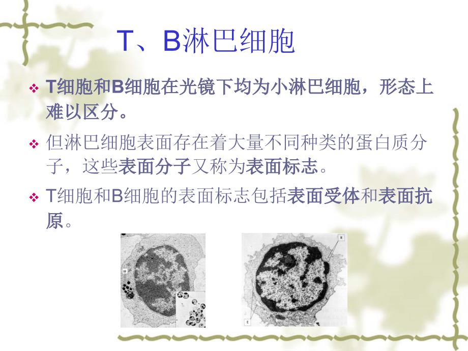 动物免疫学-免疫细胞_第1页