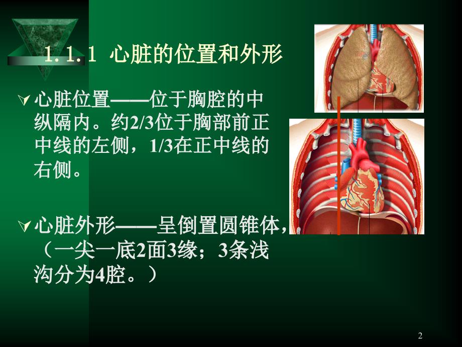 心血管系统呼吸系统_第2页