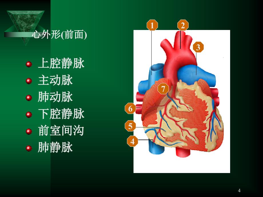 心血管系统呼吸系统_第4页