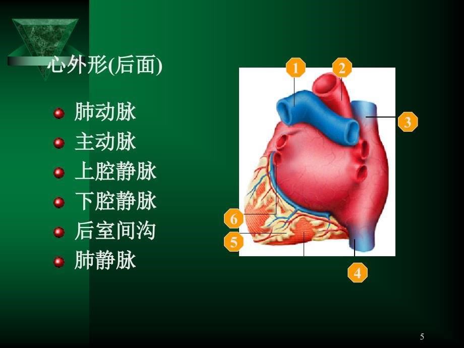 心血管系统呼吸系统_第5页