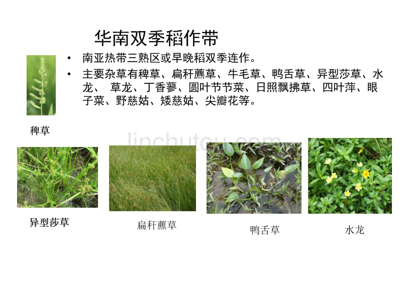 最新水稻田杂草分布(6大稻区)_第1页