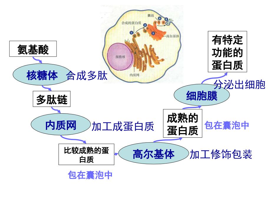 细胞器之间的协调配合和生物膜系统_第4页