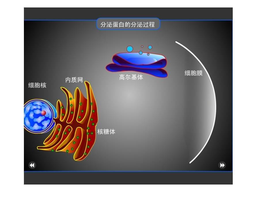 细胞器之间的协调配合和生物膜系统_第5页