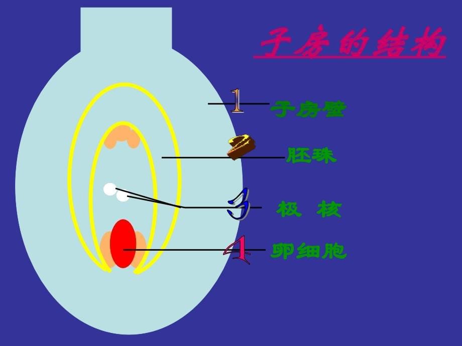 植物的生殖优秀课件_第5页