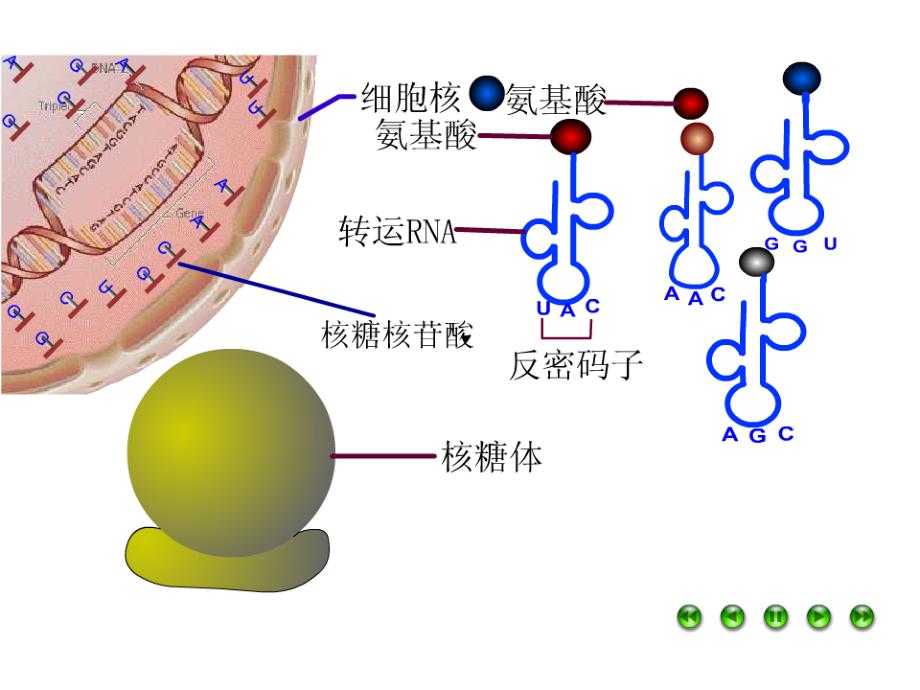 高中生物人教必修二基因对性状的控制_第2页