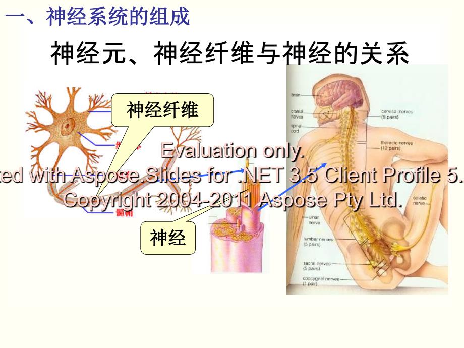 高中生物通过神系经统的调节课件必修三_第3页