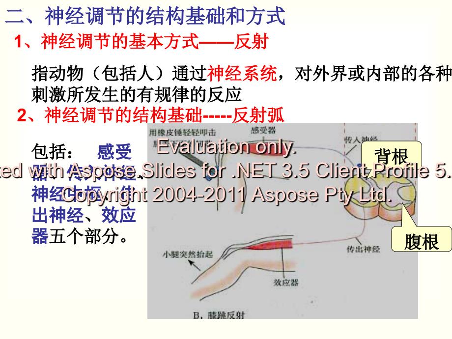 高中生物通过神系经统的调节课件必修三_第4页