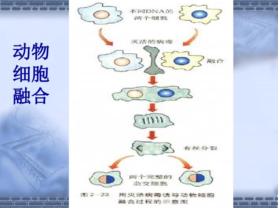 生物2.2.2《动物细胞融合与单克隆抗体》课件(新人教版选修3)_第4页