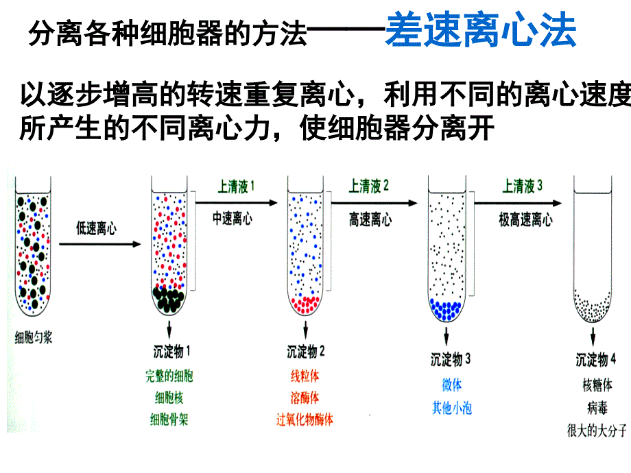 人教版高一生物必修一3.2细胞器系统内的分工合作(共46张)_第5页