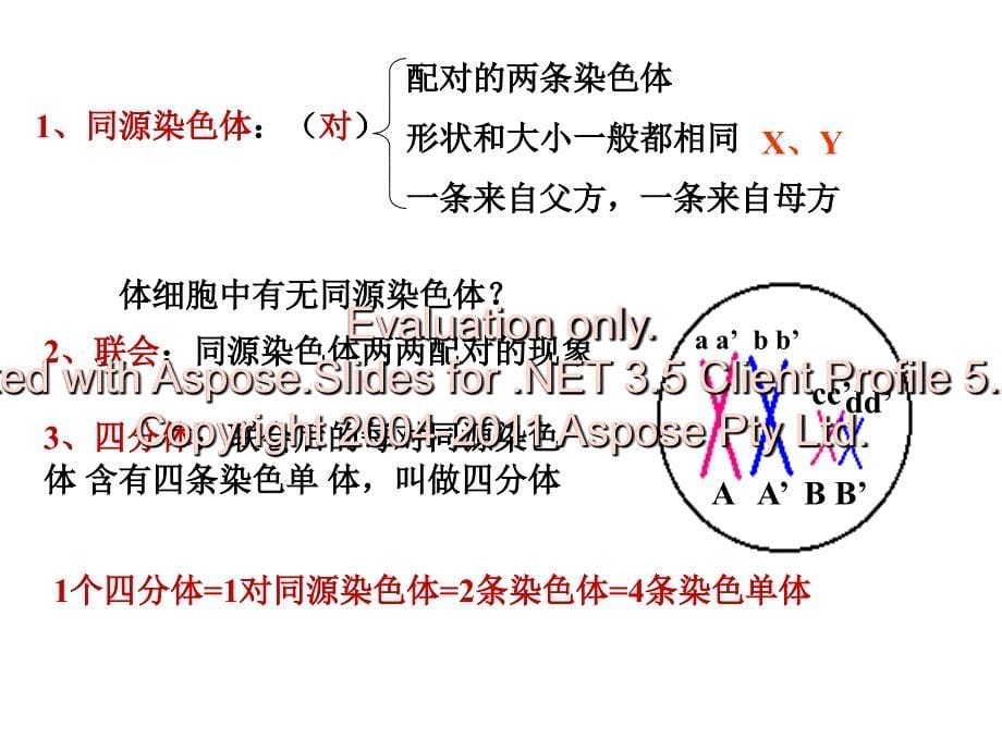 高中生物必修二基因和染色体的关系_第5页