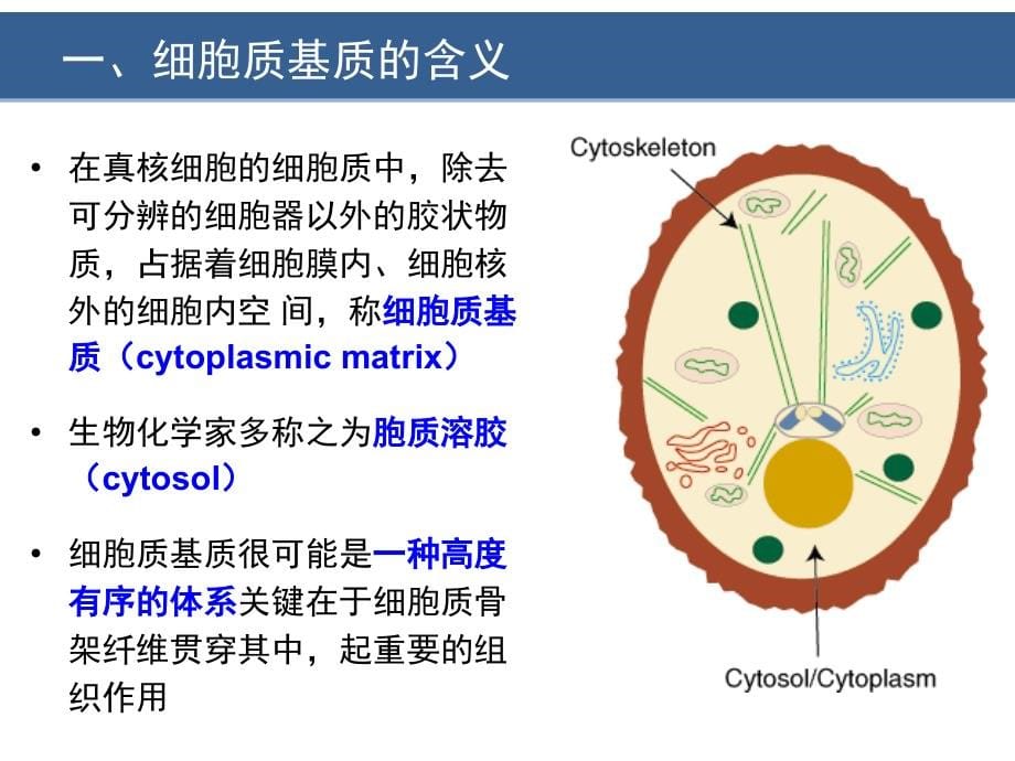 章__细胞质基质与内膜系统_第5页