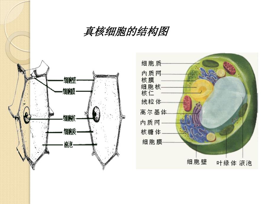 生物1.2《细胞的多样性和统一性》课件(新人教版必修1)_第2页