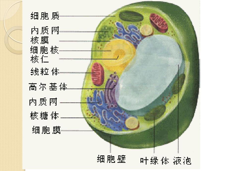 生物1.2《细胞的多样性和统一性》课件(新人教版必修1)_第3页