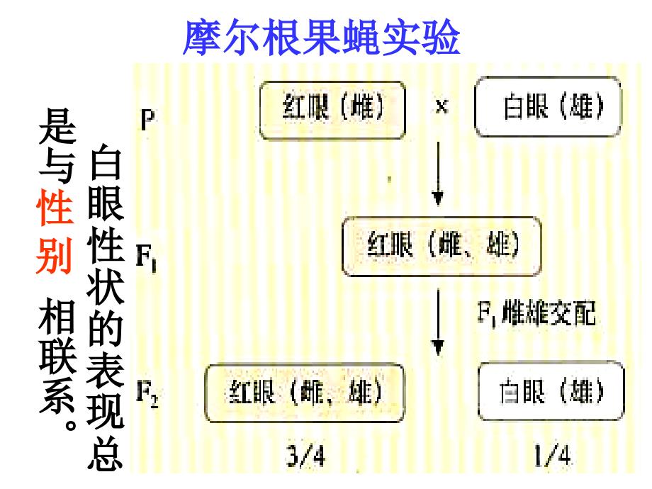 人教版教学课件高一生物必修二遗传和进化伴性遗传课件_第2页