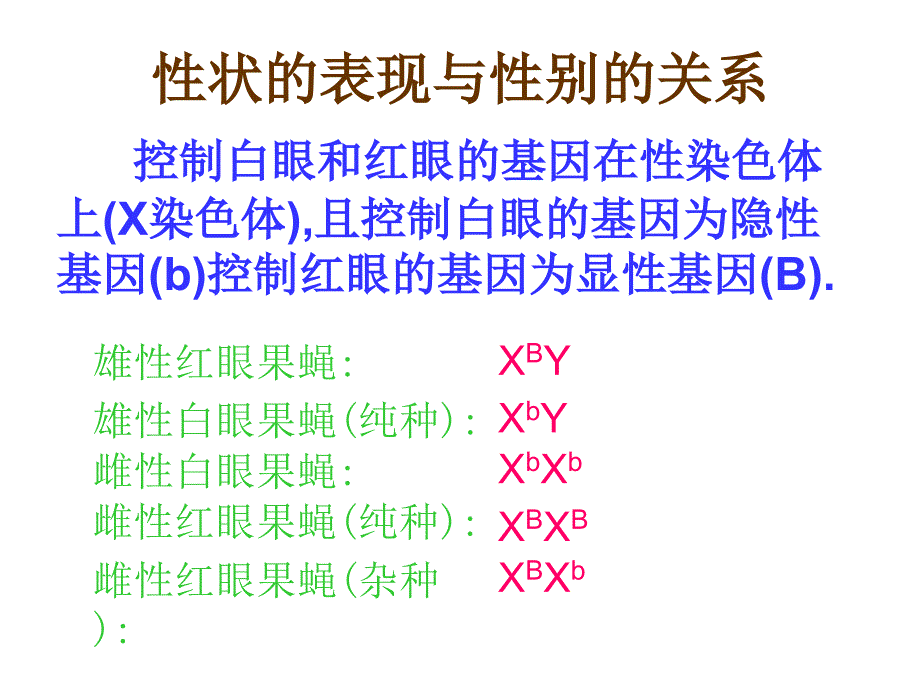 人教版教学课件高一生物必修二遗传和进化伴性遗传课件_第3页