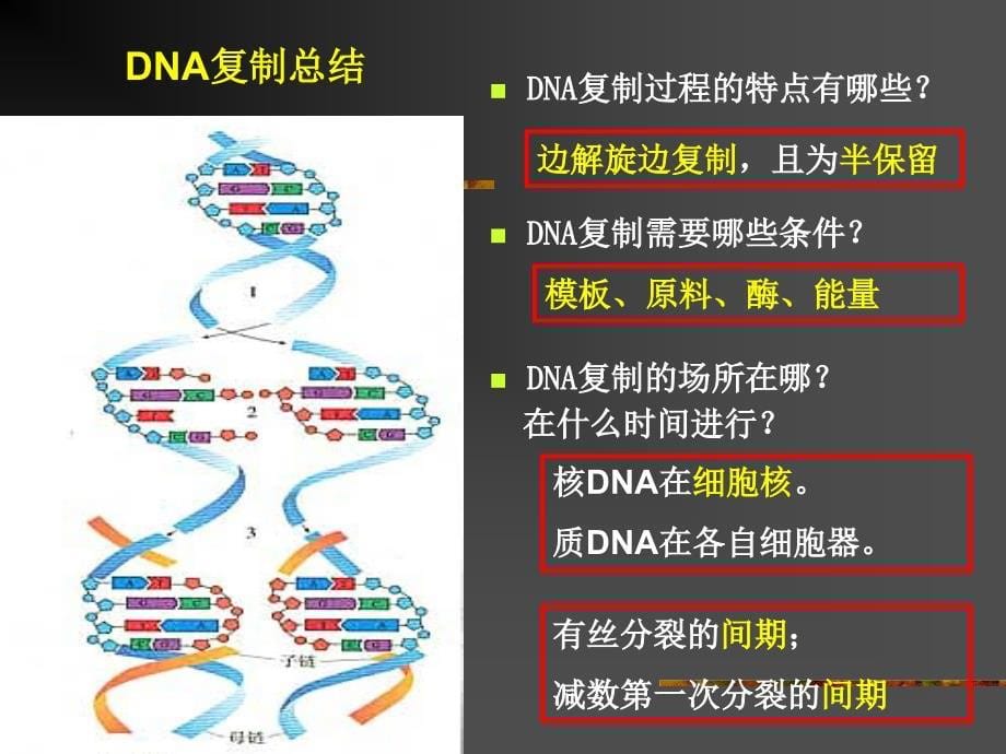 高中生物人教版必修二DNA分子的复制_第5页