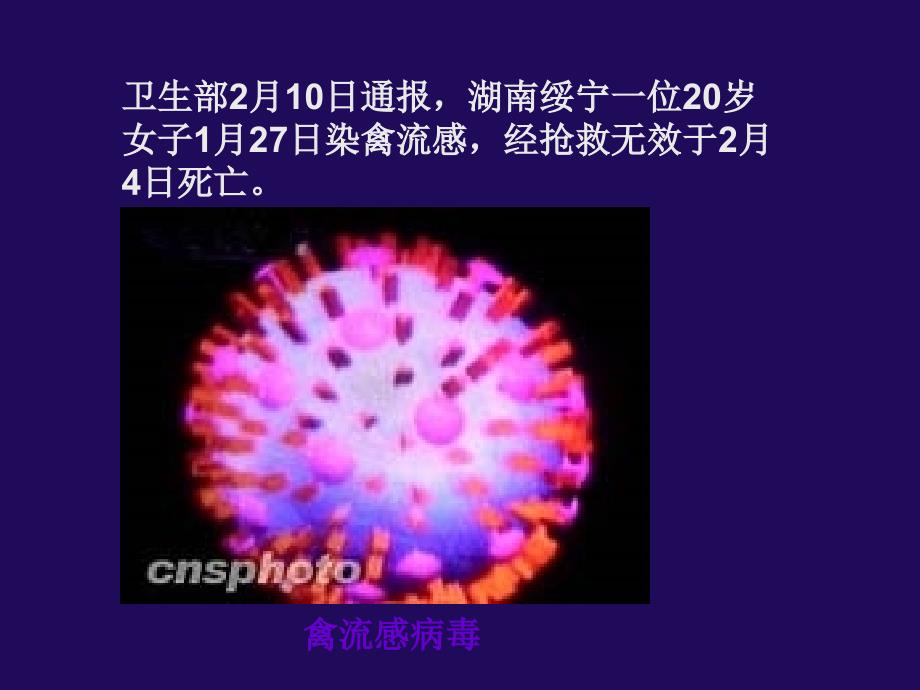 2007.9.4高一生物《从生物圈到细胞》(课件草稿)_第4页