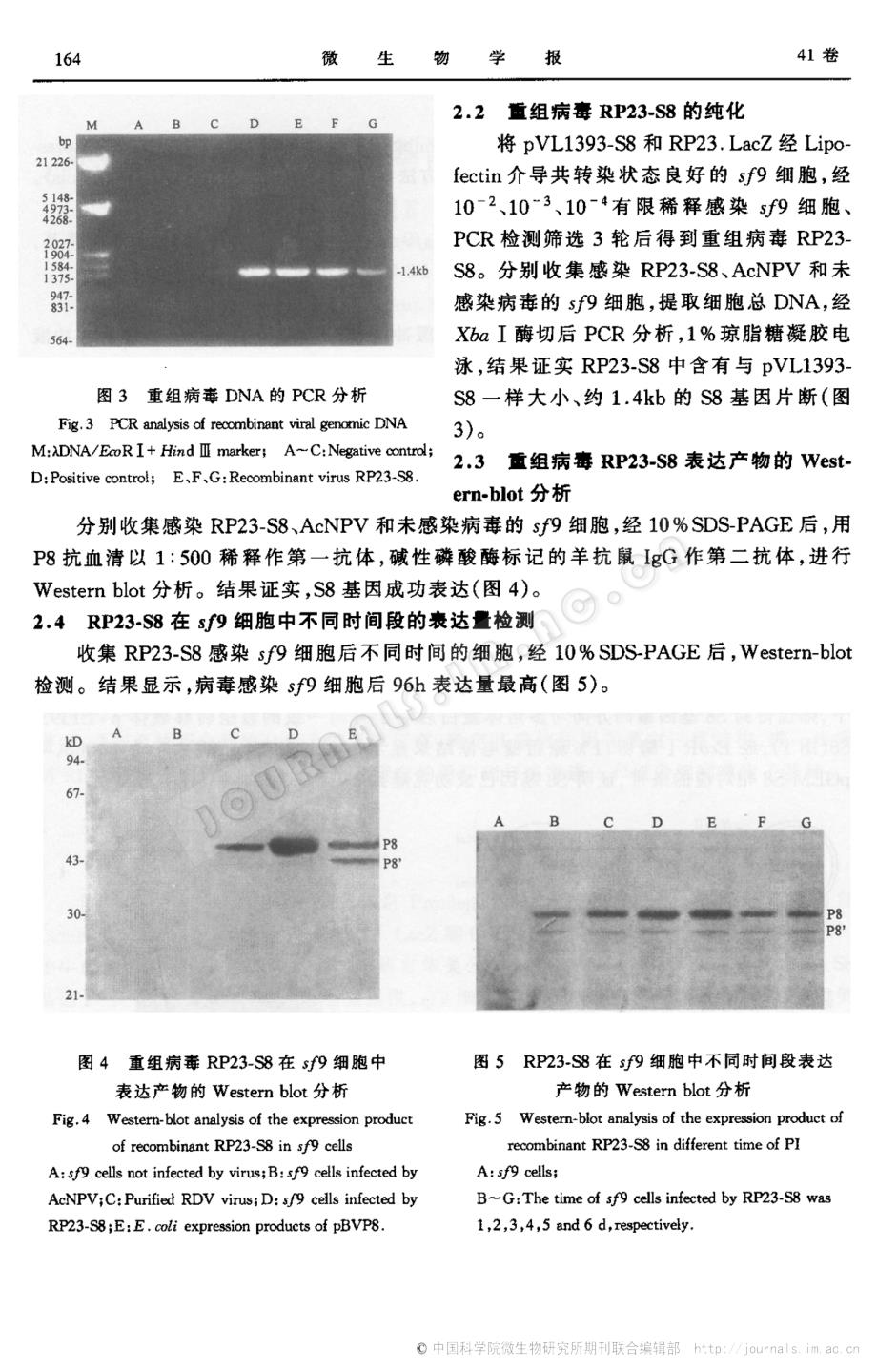 水稻矮缩病毒外壳蛋白基因S8在昆虫细胞中的表达_第3页