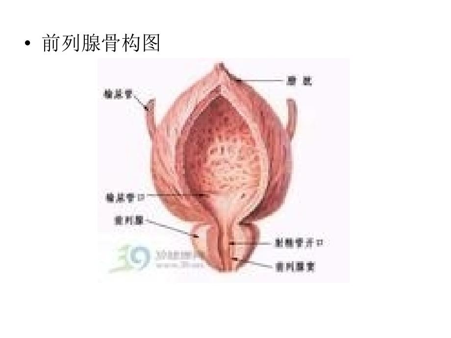 慢性前列腺炎的治疗研究进展_第3页