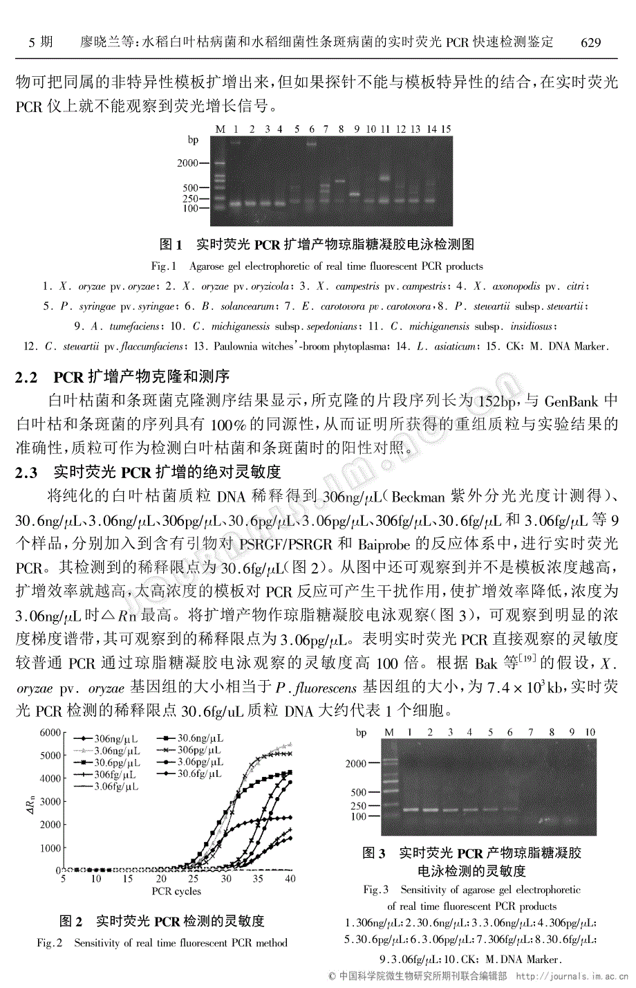 水稻白叶枯病菌和水稻细菌性条斑病菌的实时荧光PCR快速检测鉴定_第4页