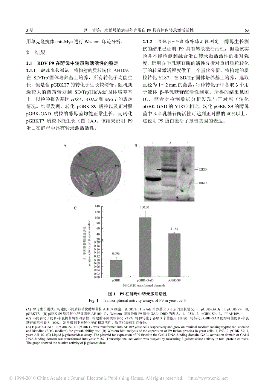 水稻矮缩病毒外壳蛋白P9具有体内转录激活活性_第3页