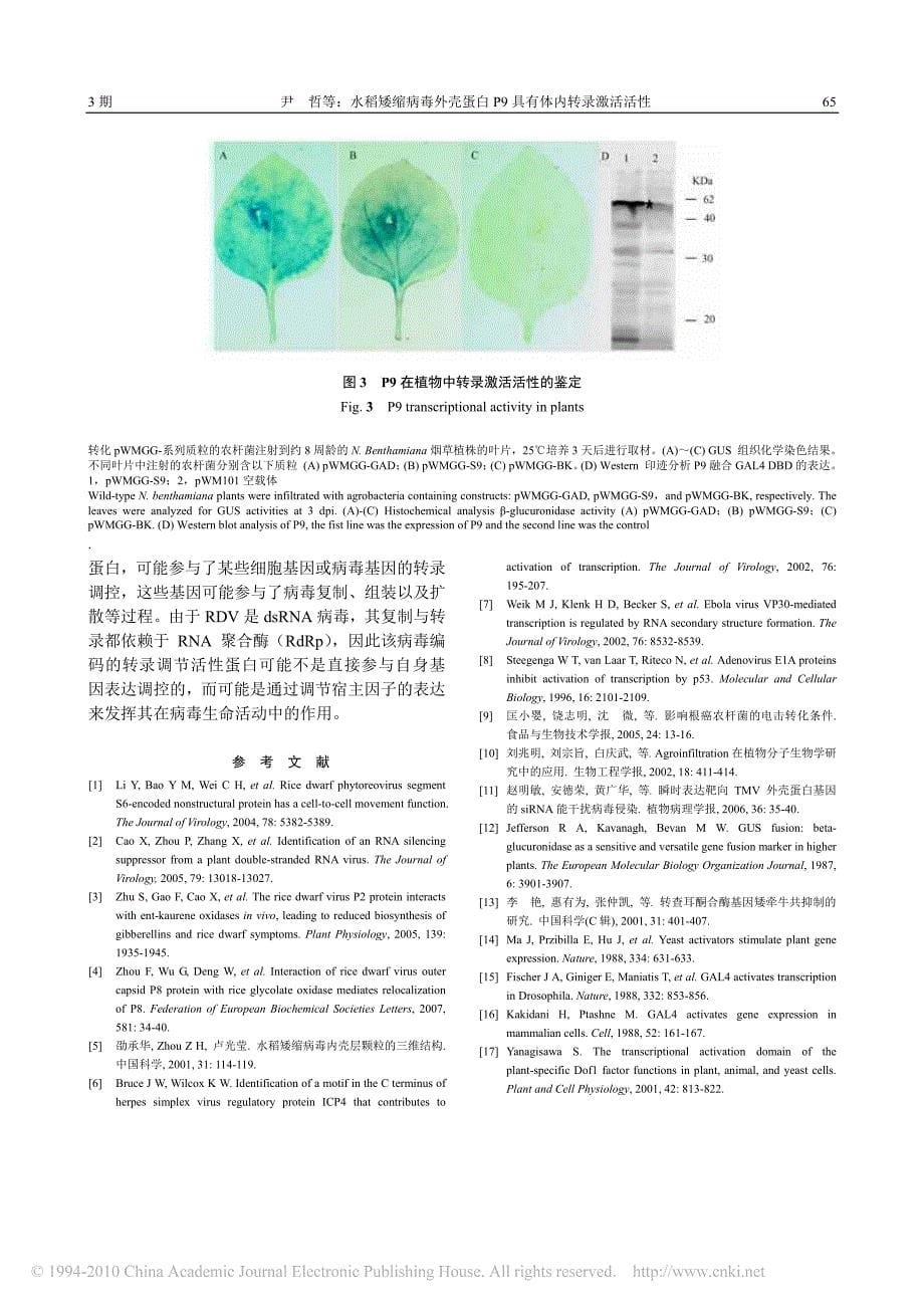 水稻矮缩病毒外壳蛋白P9具有体内转录激活活性_第5页