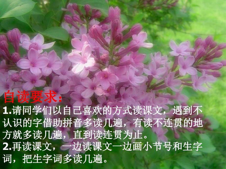 董磊《一株紫丁香》课件_第2页