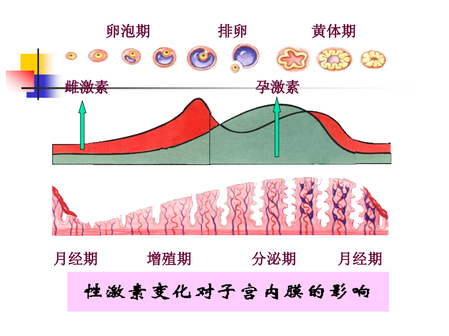 月经失调病人的护理及病例讲解_第3页