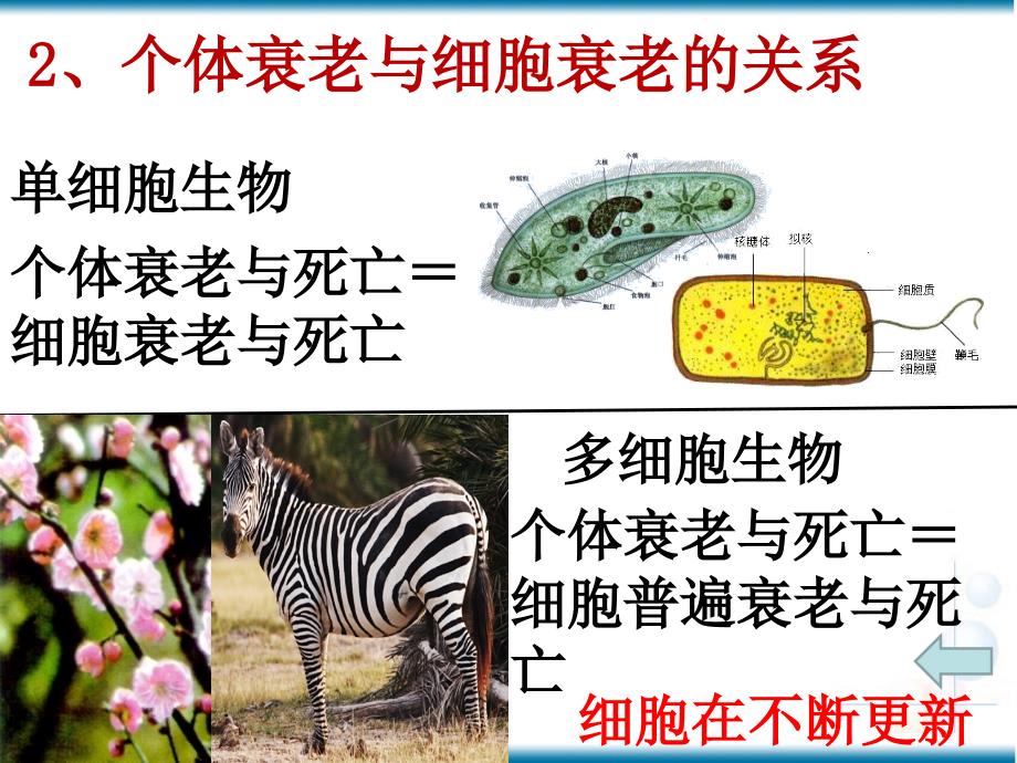 高一生物必修二细胞衰老、凋亡和癌变_第4页