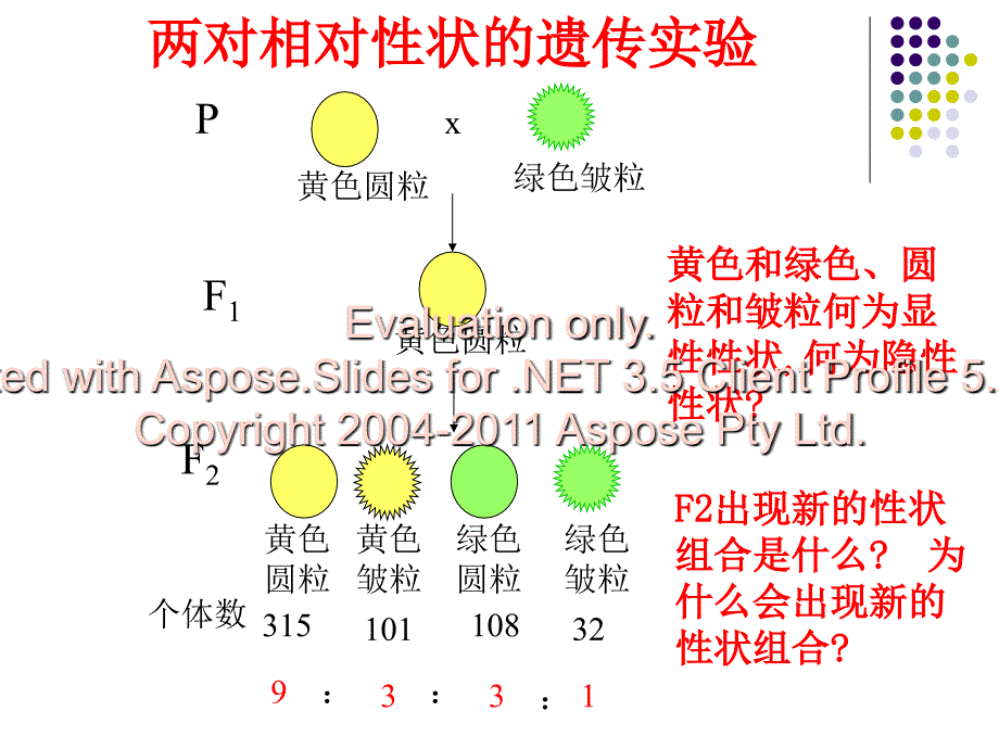 高中生物孟德尔的豌豆杂交实验二课件新课标人教必修_第3页