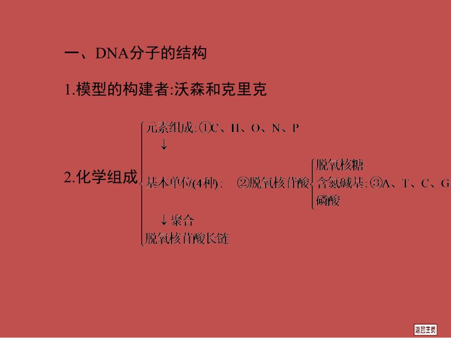 2014届高三一轮复习 6.2 DNA分子的结构、复制及基因的本质_第2页