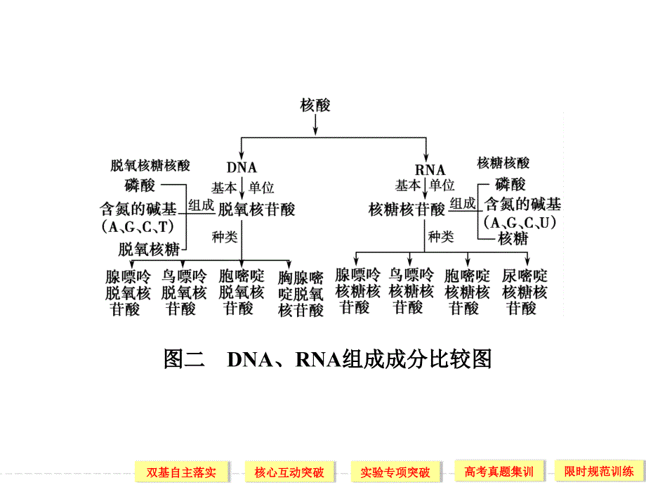 多肽和蛋白质的区别_第3页